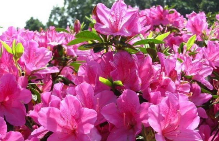 养花就养个花期长的,花大色艳,个个开花大、颜值高!