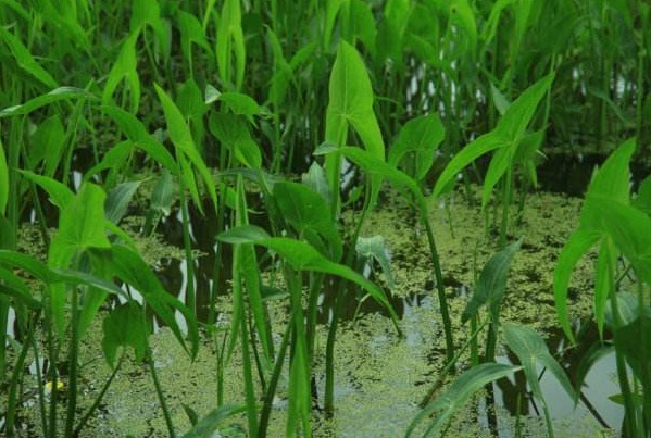 野菜|农村一种野菜,农民经常看到长在小水沟旁,不仅可以吃还是一种药