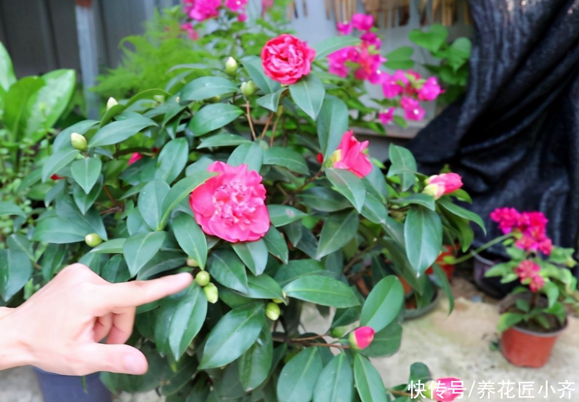 肥料|养开花植物经常会遇到“消苞”的情况，看看你哪一点做错了