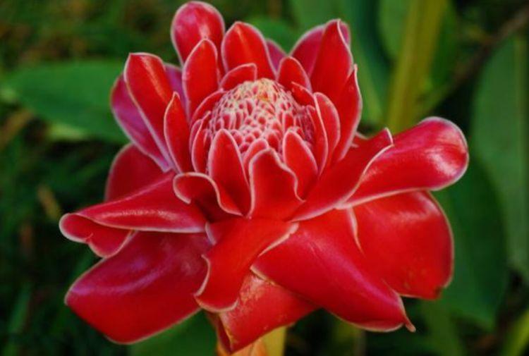 月季花|4种花养在家里，美得让人毫无抵抗力，花大色艳，全年开花不断