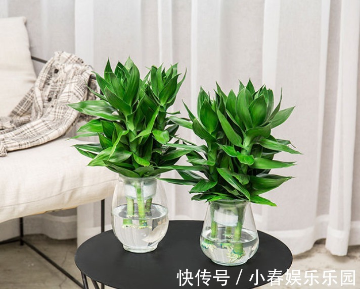 建议爱花人:客厅别养富贵竹了,这一盆栽更值得养,寓意是真好