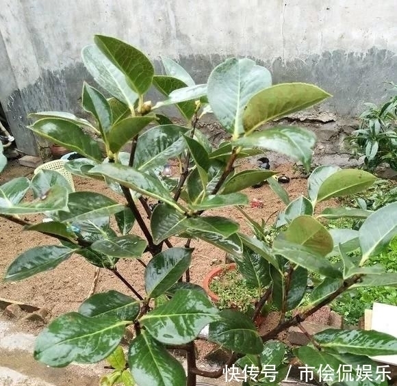 黄叶|这四种酸水浇花,1个月浇一次,叶子浓绿、开花稠密