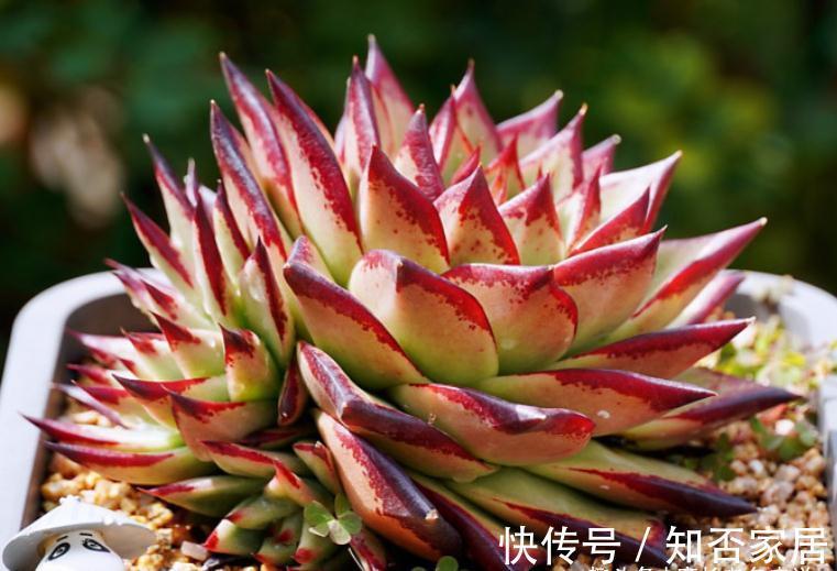 多肉长新叶，老叶片不消耗，原因大概有3种，能保证两点就别管它