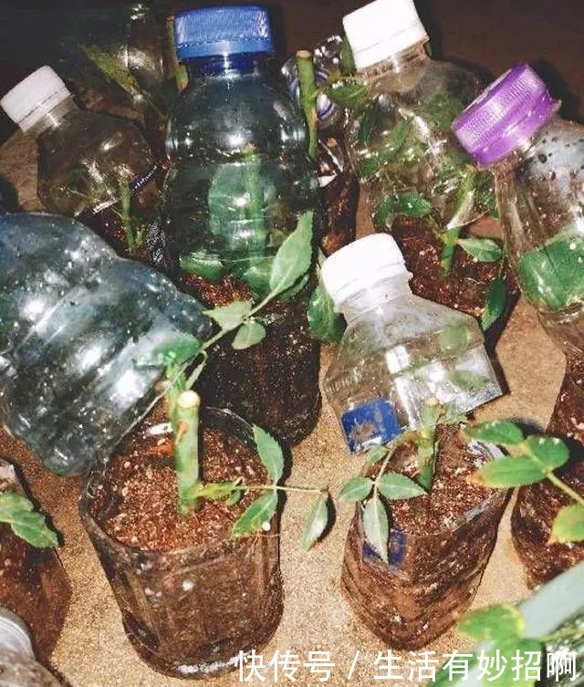 冬天能“扦插”花卉吗答案是肯定的，1个塑料瓶就行，25天生根！