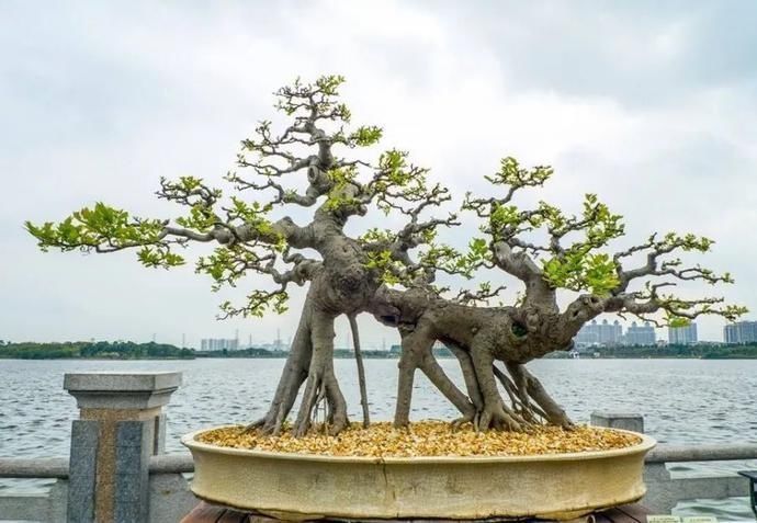 盆景制作技法夏天来到，盆景脱衣换锦，有6种好处