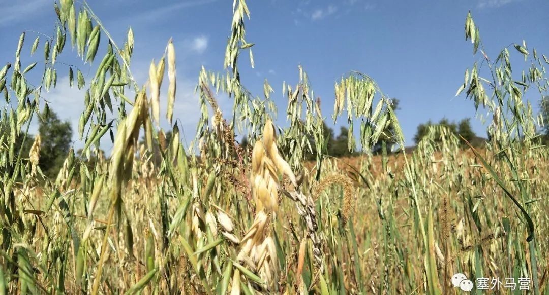 马营|马营妈妈的味道——莜面窝窝