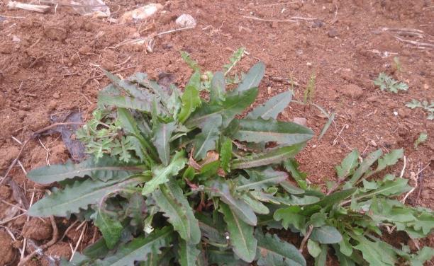 亚洲蔬菜研究中心|农村常见的3种野草,每一个都是“宝”,不仅清心明目,还抗衰老