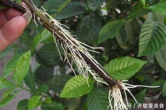 枝条|生根剂不用买,用家家都有的“小东西”,2分钟就能制出来