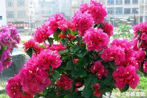 羊粪肥|三角梅最好养,只需每月倒点“它”,还“剪几刀”,轻松开爆盆!