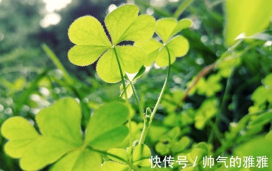 养颜|农村田野里的四种野菜,美容养颜降低血压,爱养生的不妨了解下