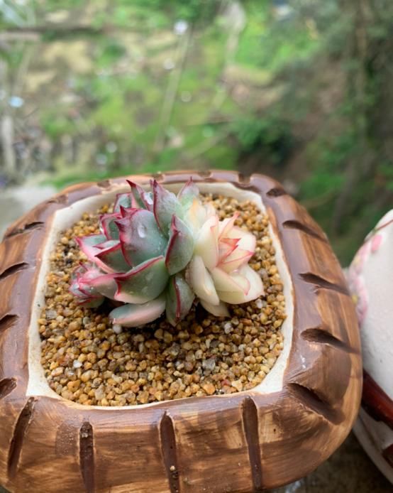 此款多肉名字霸气，养殖方法却很简单，满足这4点就够了