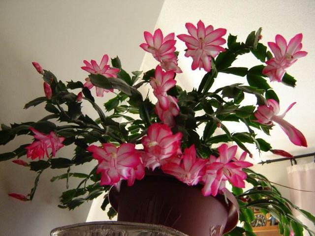 6种花,一长高就“变丑”,越矮胖越“漂亮”,要舍得剪!