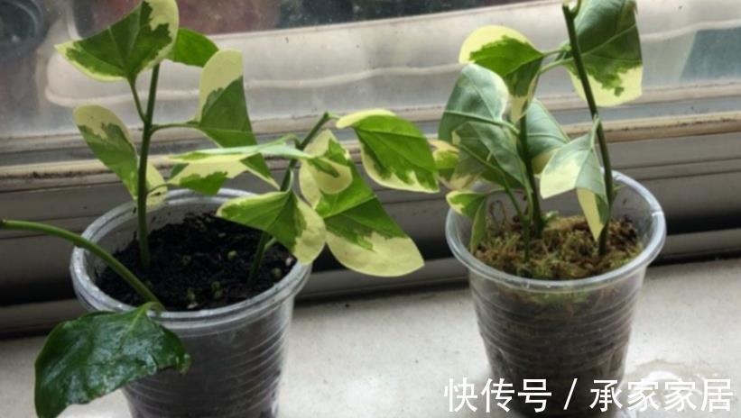 泥炭土|扦插三角梅,该怎么获取成功?抓住3点,枝条轻松变成小花苗