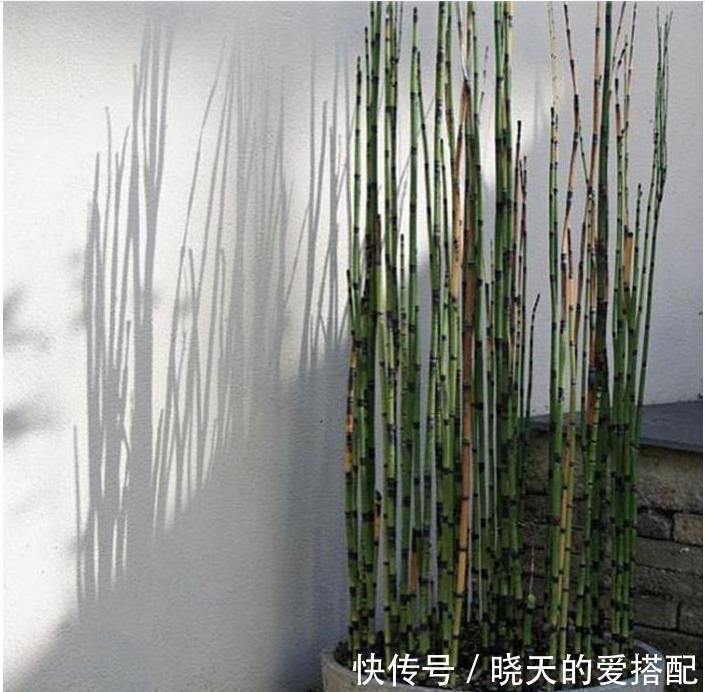 中草药@乡下一种节节草,农村娃不知是珍贵中草药,当作笔筒玩,如此可惜