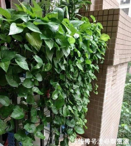 肥料|“肥料”别再买,在家就能自制“1种肥水”,浇啥花都可以,值!