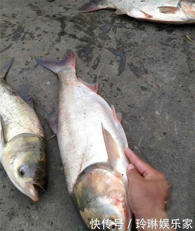 其实大鱼并不喜欢香,臭才是野钓王道,用好大钩粗线伺候