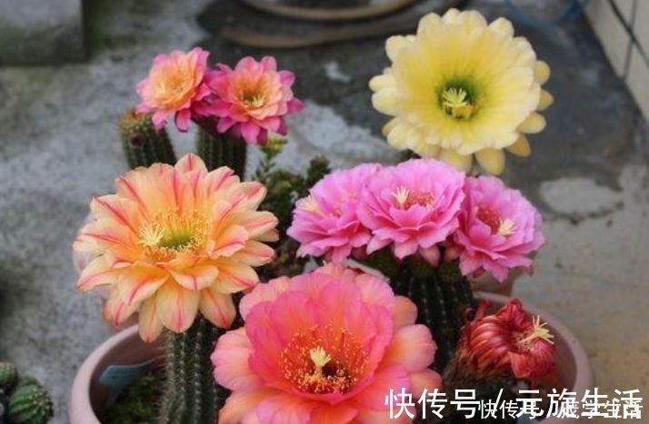 几种花不能在家里养，几块钱一盆，开花特别旺，漂亮还好养，值！