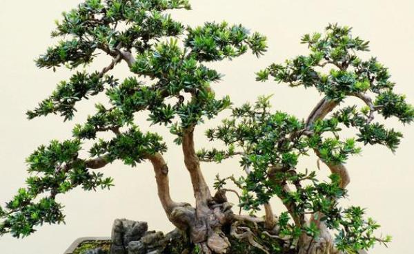 都说这种树很贵,剪根枝条插土里,竟然不到半年能成盆栽