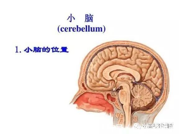 桑葚子|中医治疗小脑萎缩效果怎么样?