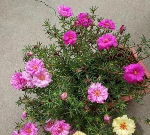 养花种草用土得靠谱给它这样杀菌消毒,虫卵、细菌被消灭干净