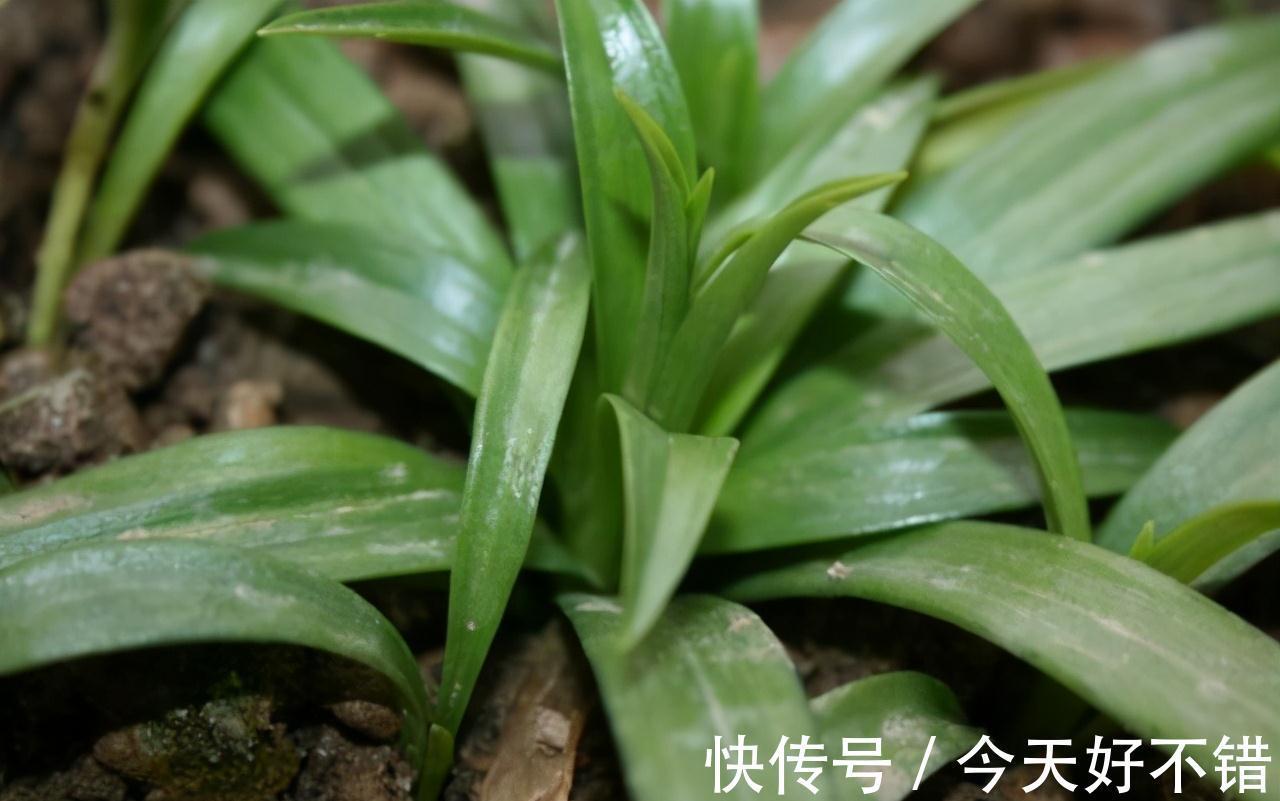 不管扦插什么花卉,在盆中加一点此种营养粉,株株都能够成活