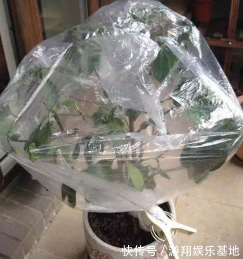 花草生了虫子怎么办不用烦,仅需一个塑料袋,就能解决问题