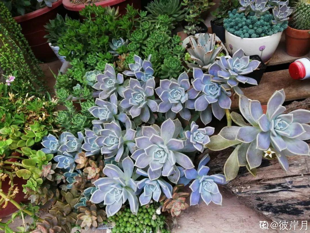 老桩|山上捡个大树桩,火烤一遍种多肉,3天服盆1年变老桩!