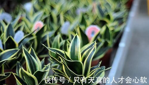 阳台上|客厅养花,不用多,6盆就能旺一年,空气小清新,常年绿油油