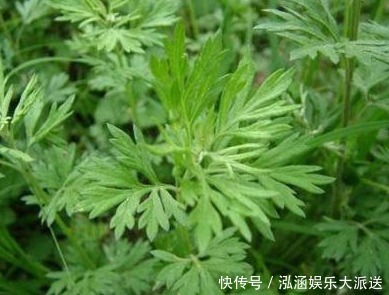 艾叶,头皮上抹一抹,立即好处找上门,转发给家人吧