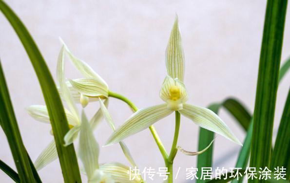 花苞|现在养兰花,记住3句“顺口溜”,叶色翠绿,花苞少不了