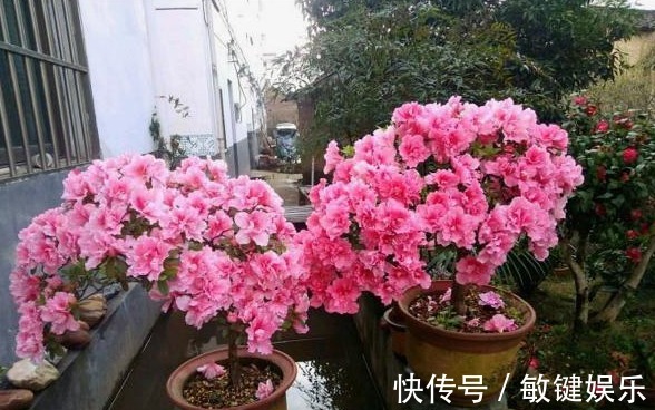 大叔一盆杜鹃养6年,花开爆盆太美丽,大家都问他给花喂了啥