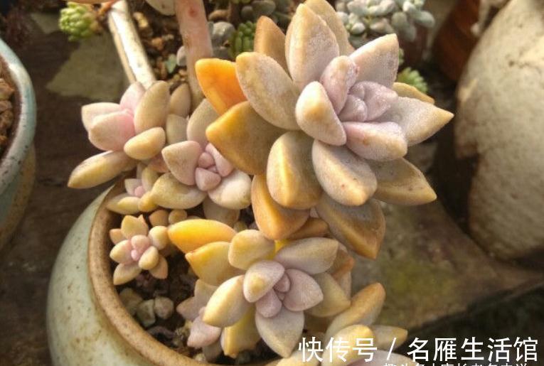 将徒长的多肉重新养好?不是不可能,只要如此操作且多点耐心就行