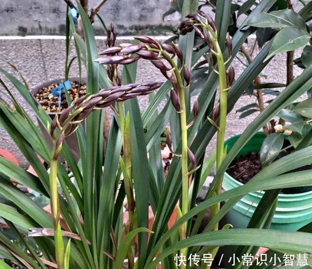 兰花喜阴、不喜光就“1点”误导了多少人,难怪兰花不开花!