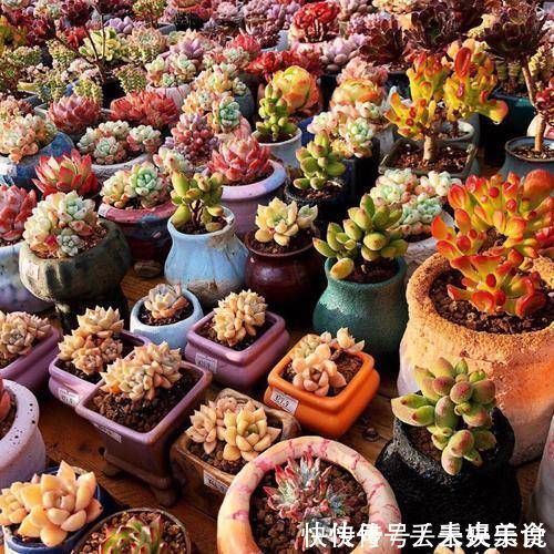 叶片|多肉植物不用买,像张大爷这样捡,养出多肉小花园,不比买的差