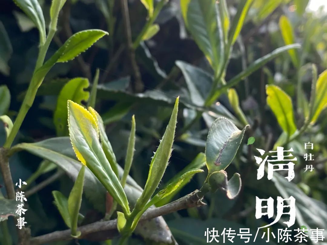 茸毛#白茶的冲泡，从白毫银针、白牡丹，到寿眉，都需要用低温水吗？