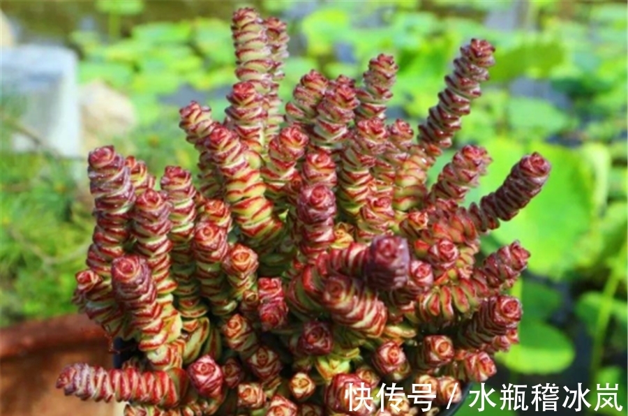 钱串变红真霸气,牢记5要点,快速上色,还能侧芽蹭蹭长