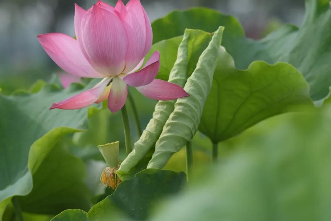 红荷|惊艳！善城的荷花竟这么美！