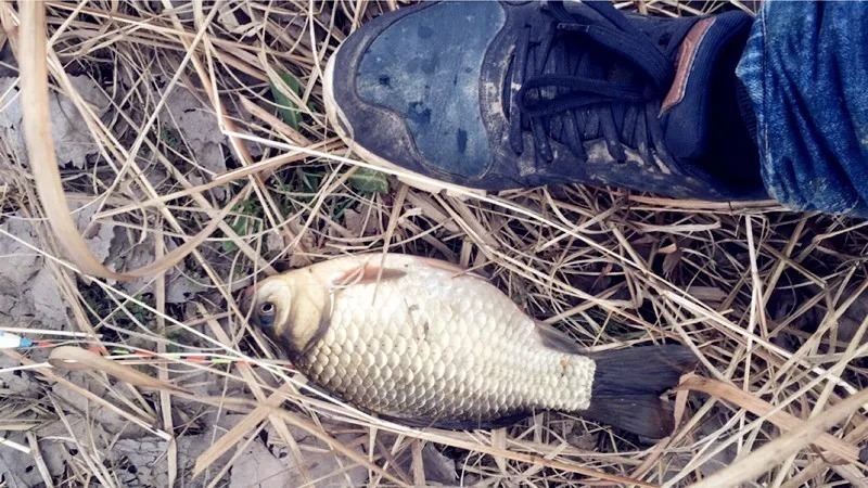黑坑|这款天然饵料制作方法简单,打窝作钓都很有用,胜过蚯蚓红虫!
