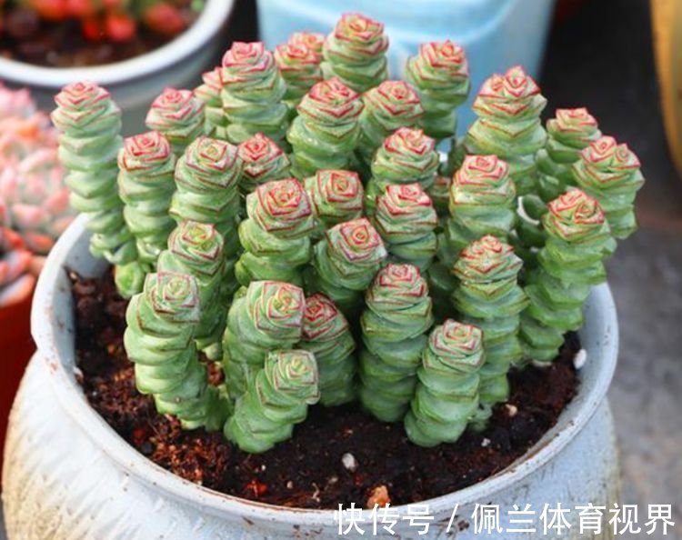 家里就养3种花，高端大气又旺财，2021年鸿运当头，福运迎门！