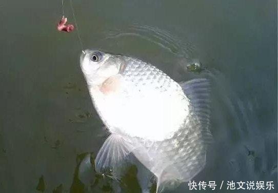 钓法|鱼情不好的时候,不妨试试这个钓法—“扎蛤蟆”