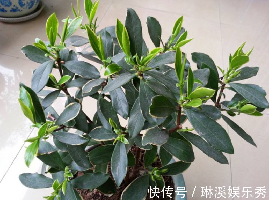 一段时间|天气转凉,入手5种花,养一段时间就能长满花苞