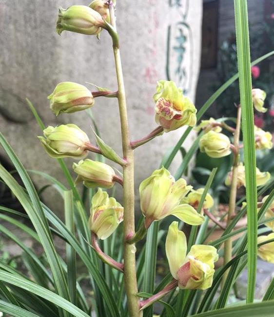 曾获奖多次的兰花,花姿好看,花香四溢,曾一苗难求,
