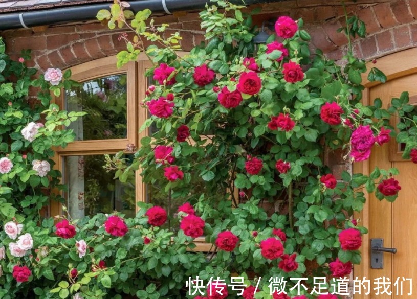 它们是有着“花中皇后”称号的月季,却又被赞誉为“仙女”