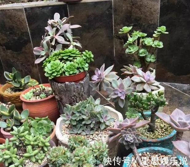 多肉植物速成老桩秘籍盆栽管理''狠一点'',想成功很简单