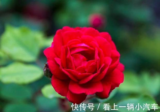 施肥|养月季花不会施肥,根据季节施好肥,生长旺盛花大又鲜艳