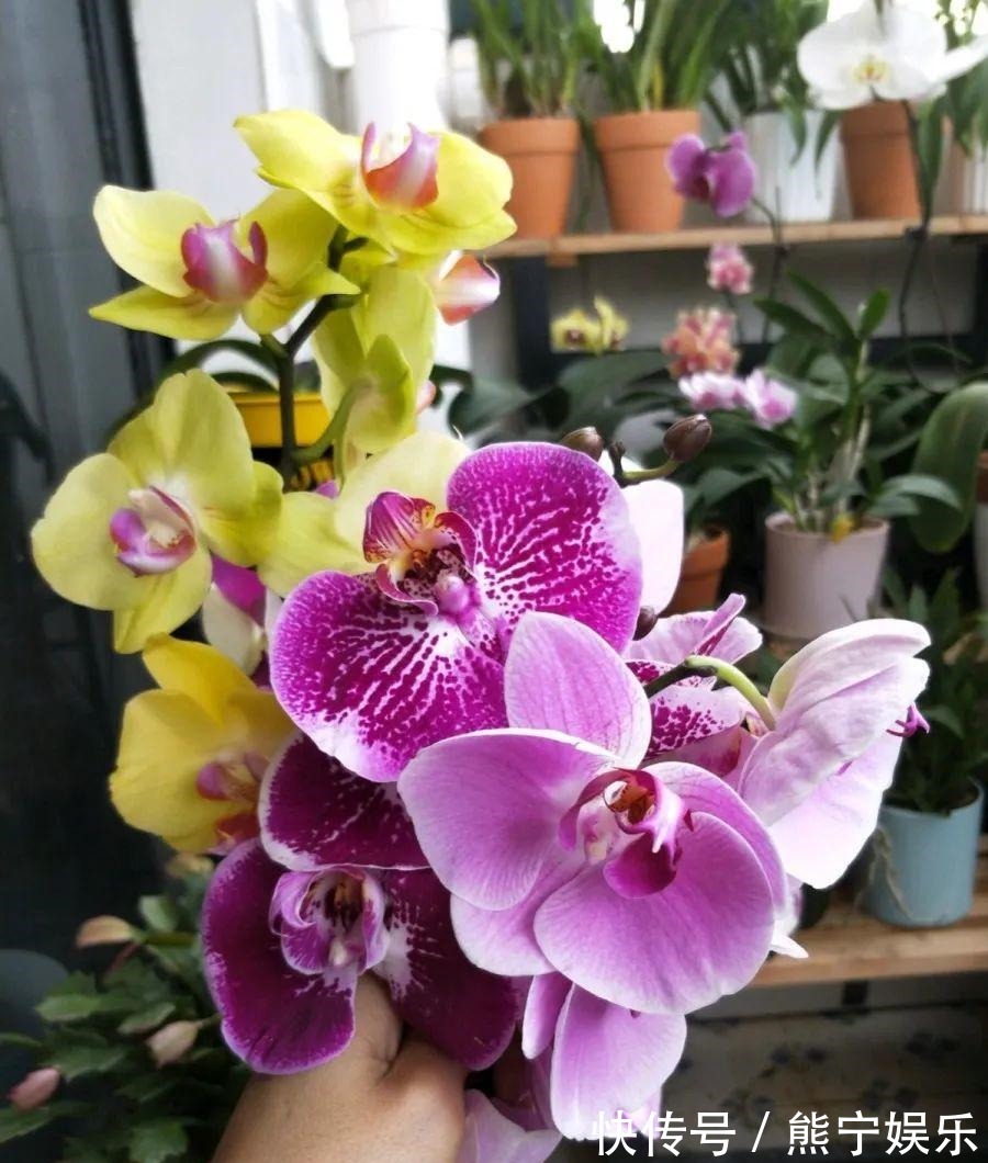 这花开完叶子就变皱赶紧修剪、施肥,不然长不大!