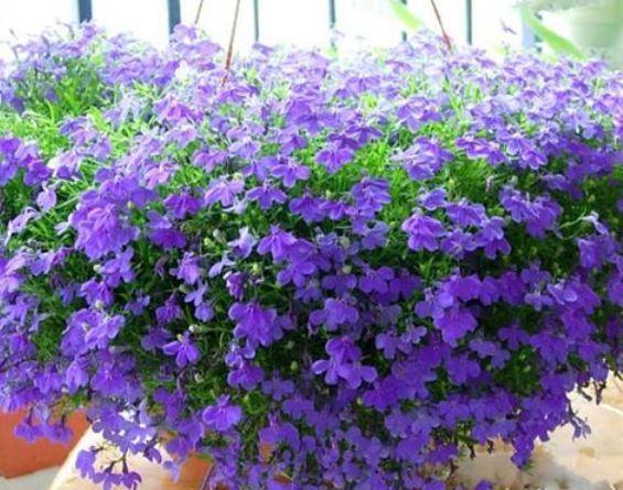 春季养此款花卉,花大服盆快,随便一养成花海,太漂亮了