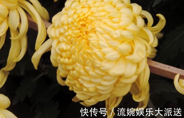 牡丹|喜欢养菊,不如养盆“菊中珍品”金牡丹,花似牡丹,金光灿灿,美