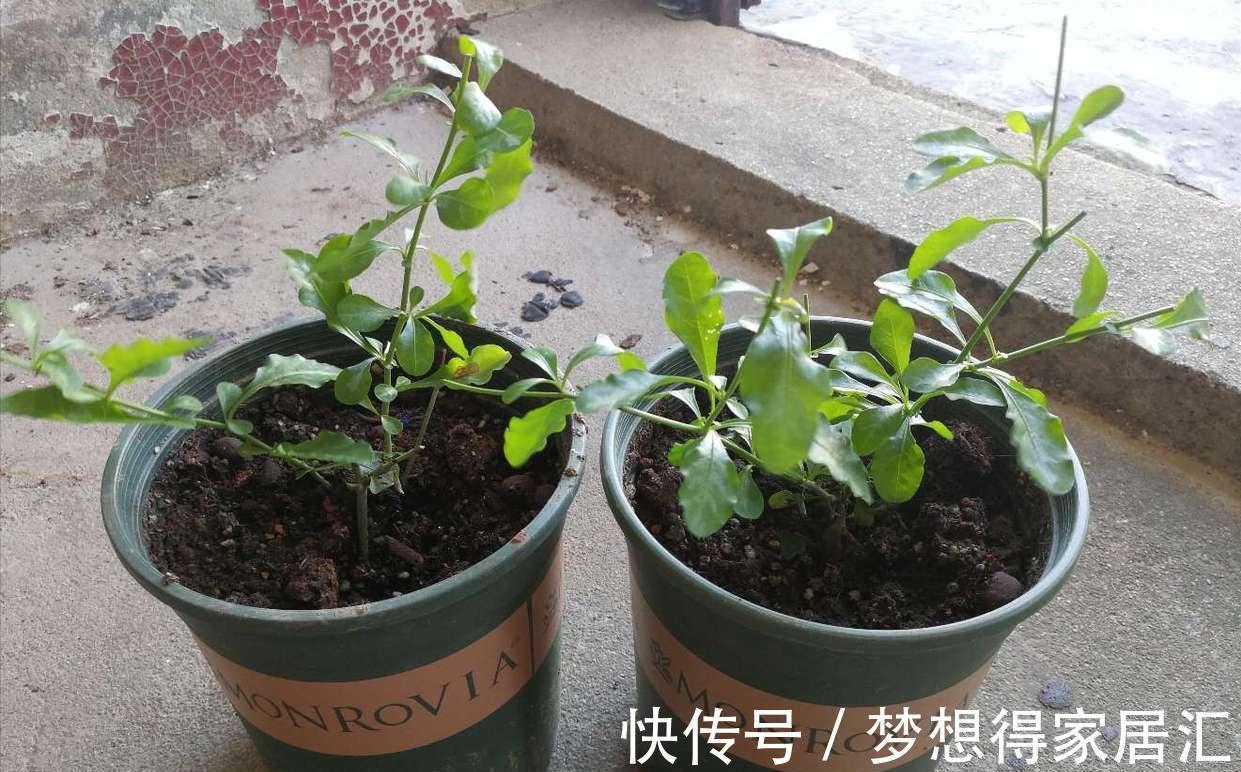 养花|三种夏日花,扦插正当时,喜欢的建议尽快繁殖“小苗”