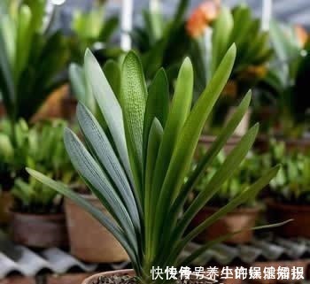 答案|君子兰为什么“不能不”晒太阳老花友告诉你答案!